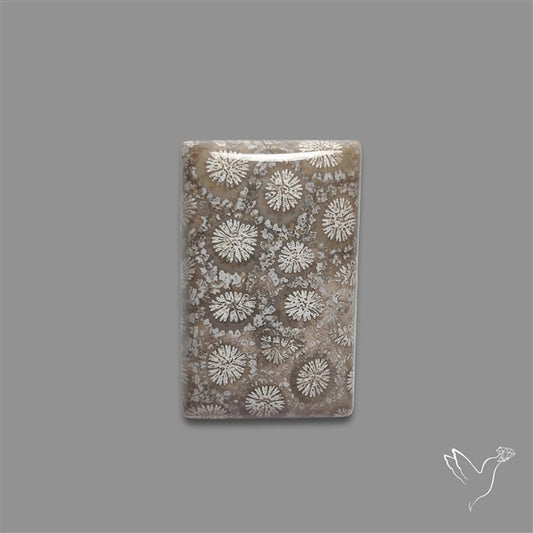 Fossil Coral Cabochon