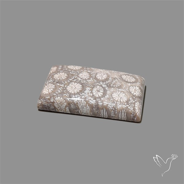 Fossil Coral Cabochon
