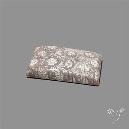 Fossil Coral Cabochon