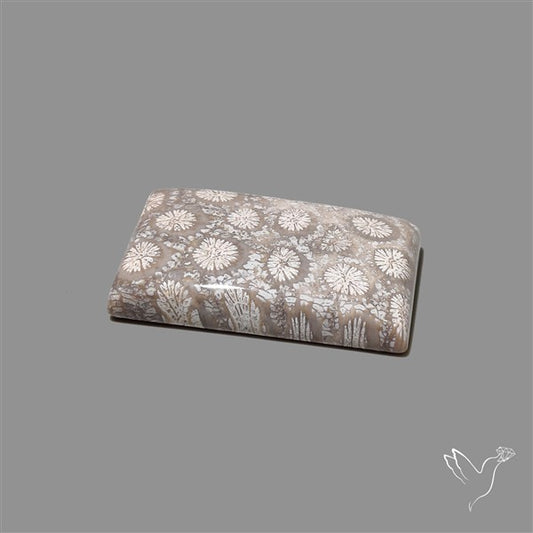 Fossil Coral Cabochon