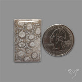 Fossil Coral Cabochon