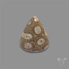 Fossil Coral Cabochon