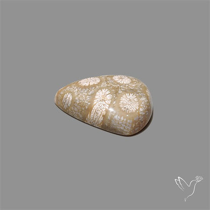 Fossil Coral Cabochon