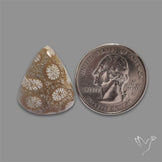 Fossil Coral Cabochon