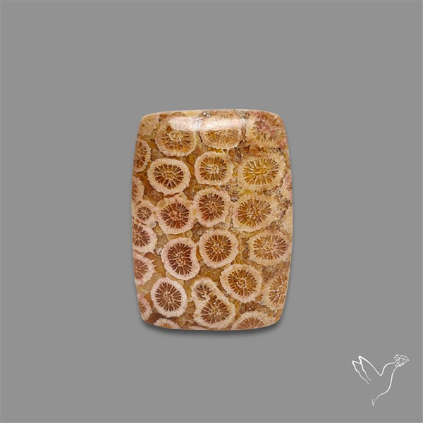 Fossil Coral Cabochon