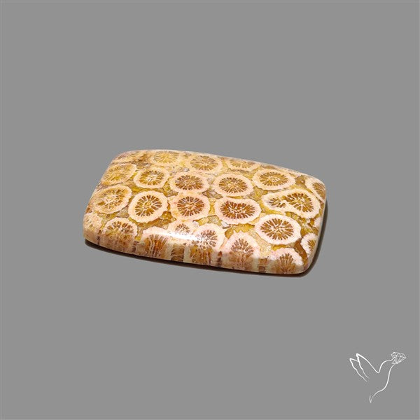 Fossil Coral Cabochon