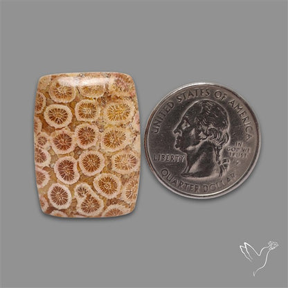 Fossil Coral Cabochon