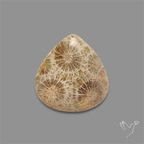 Fossil Coral Cabochon