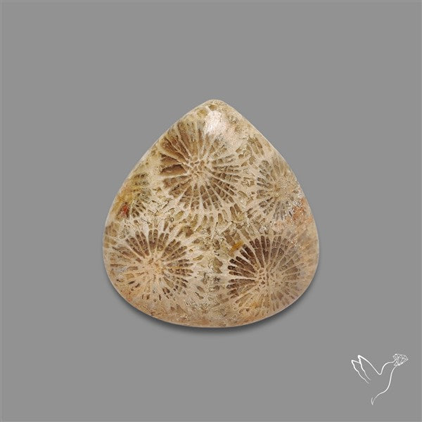 Fossil Coral Cabochon