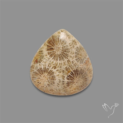 Fossil Coral Cabochon