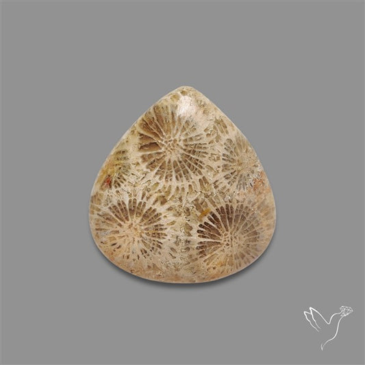 Fossil Coral Cabochon