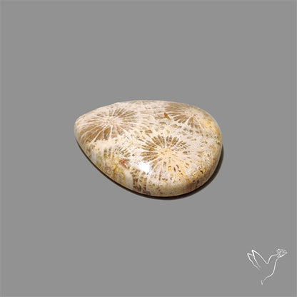 Fossil Coral Cabochon