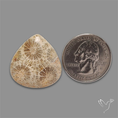 Fossil Coral Cabochon