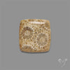 Fossil Coral Cabochon