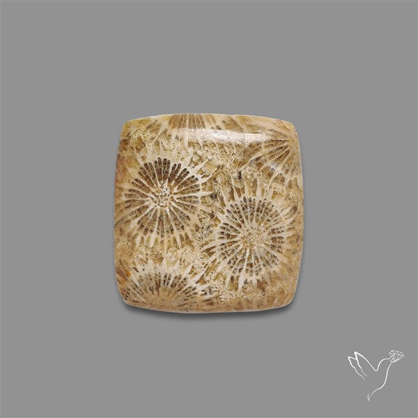 Fossil Coral Cabochon
