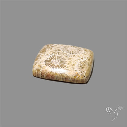 Fossil Coral Cabochon