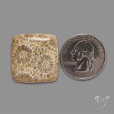 Fossil Coral Cabochon