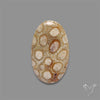 Fossil Coral Cabochon