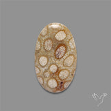 Fossil Coral Cabochon