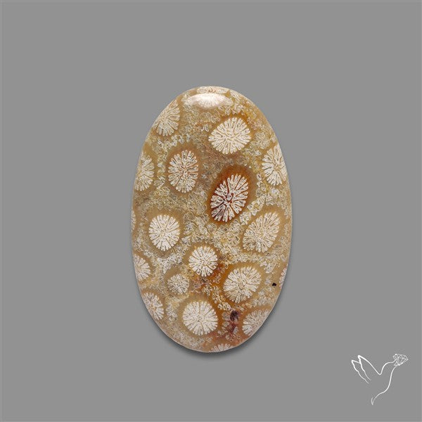 Fossil Coral Cabochon