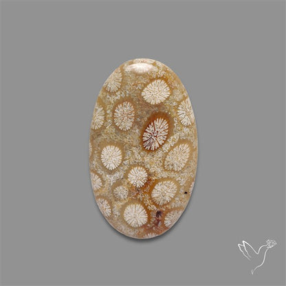 Fossil Coral Cabochon