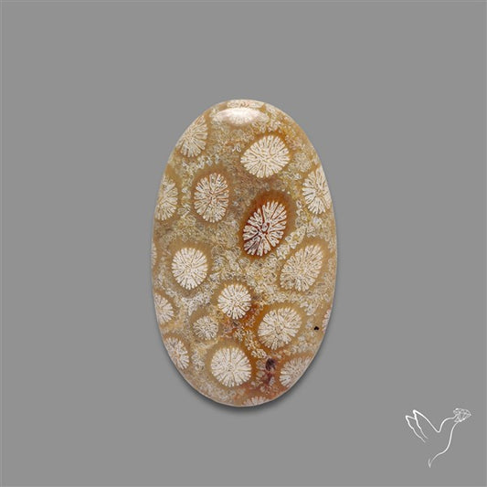 Fossil Coral Cabochon