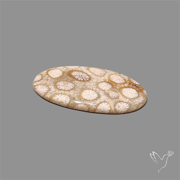 Fossil Coral Cabochon