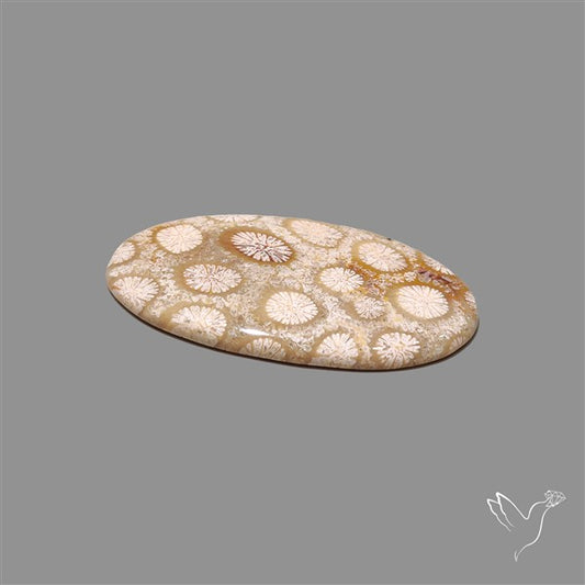 Fossil Coral Cabochon
