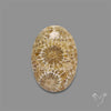 Fossil Coral Cabochon