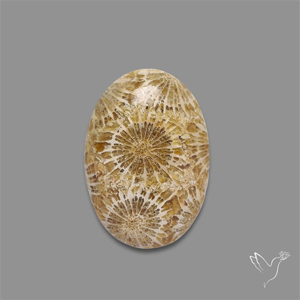 Fossil Coral Cabochon