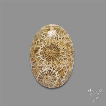 Fossil Coral Cabochon