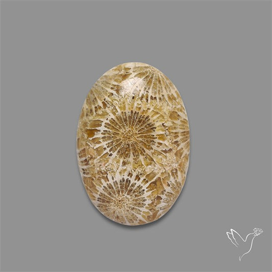 Fossil Coral Cabochon