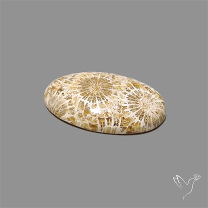 Fossil Coral Cabochon