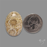 Fossil Coral Cabochon