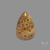 Fossil Coral Cabochon