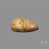 Fossil Coral Cabochon
