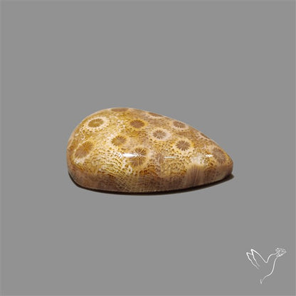 Fossil Coral Cabochon