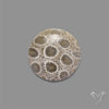 Fossil Coral Cabochon