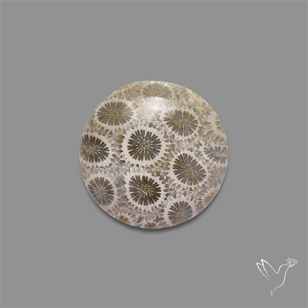 Fossil Coral Cabochon