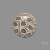 Fossil Coral Cabochon