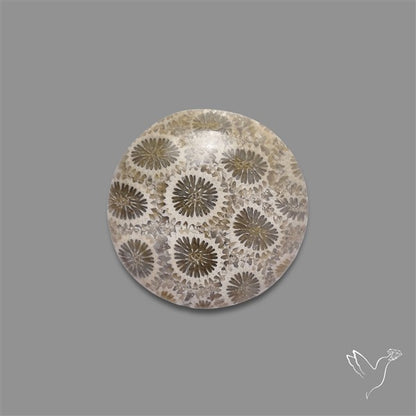 Fossil Coral Cabochon