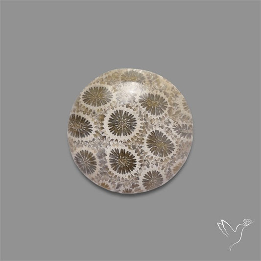 Fossil Coral Cabochon