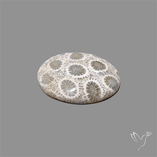 Fossil Coral Cabochon
