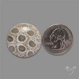 Fossil Coral Cabochon