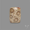 Fossil Coral Cabochon