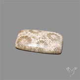 Fossil Coral Cabochon