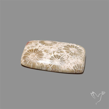 Fossil Coral Cabochon
