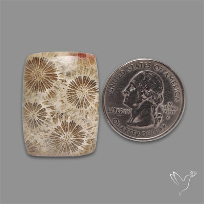 Fossil Coral Cabochon