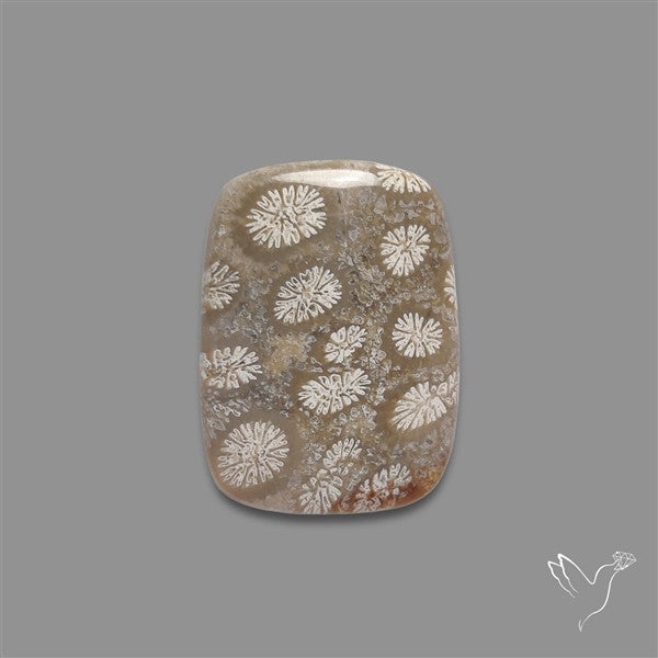Fossil Coral Cabochon