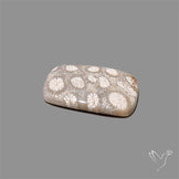 Fossil Coral Cabochon